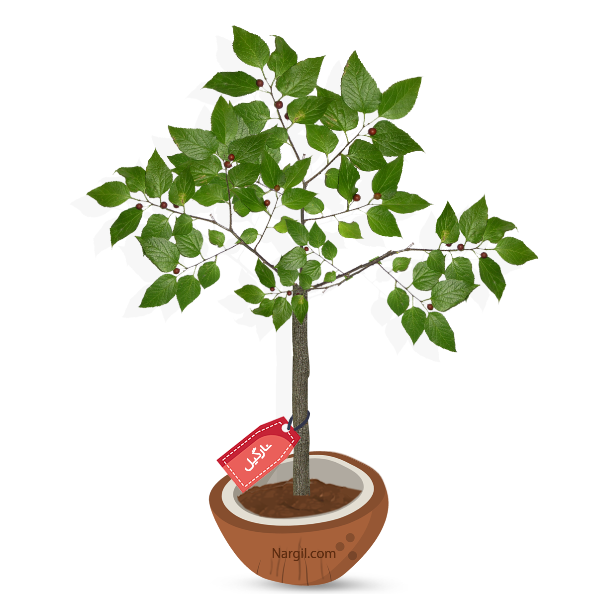 Nargil_Celtis australis